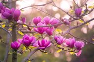Magnolia